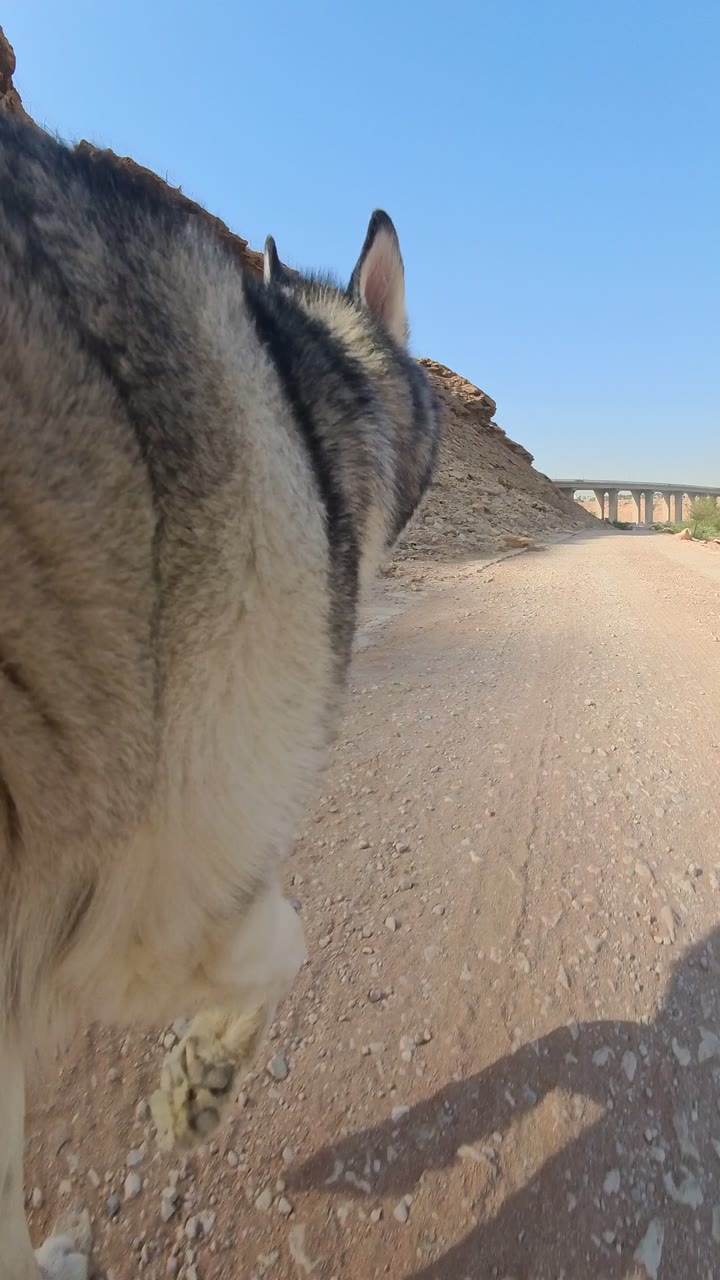 A dog moving along a rocky trail beside Wadi Hanifa