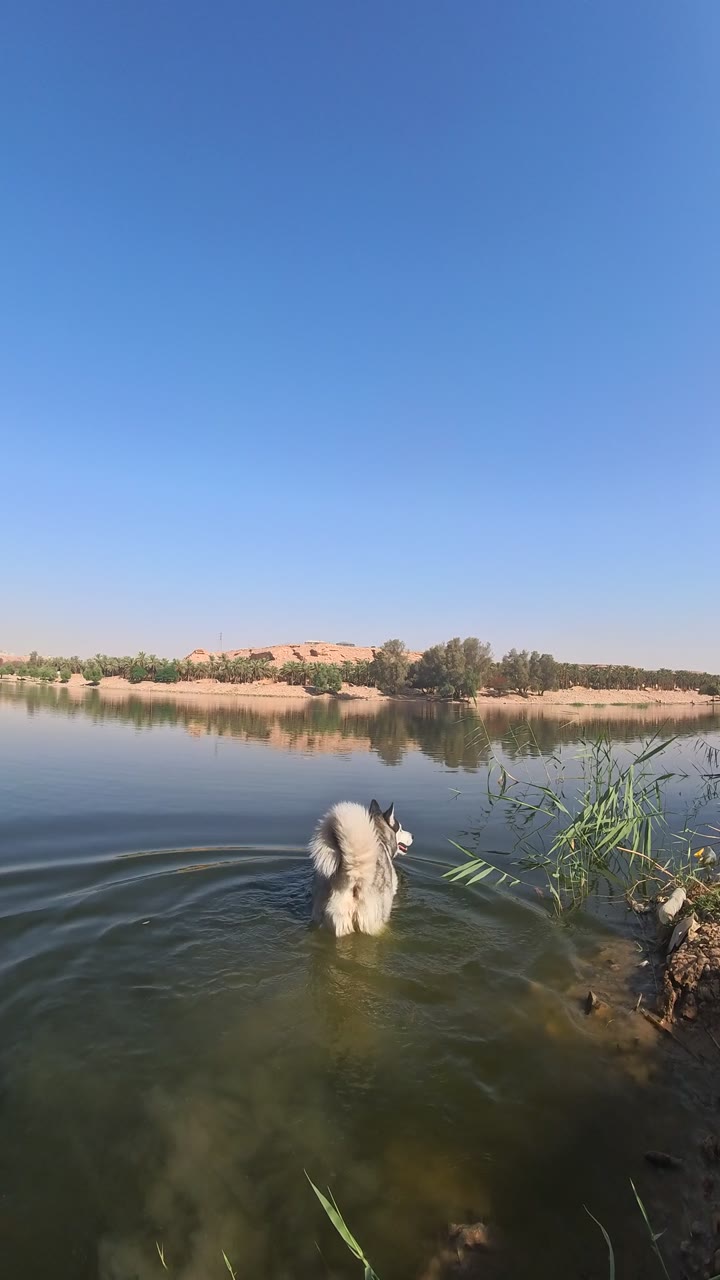A dog in the water overlooking Wadi Hanifa